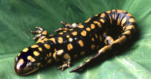 Salamander1.jpg Salamander1.jpg