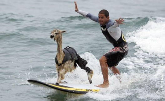 lama-surferka.jpg lama-surferka.jpg