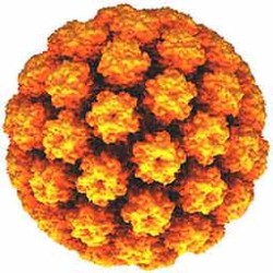 hpv.jpg