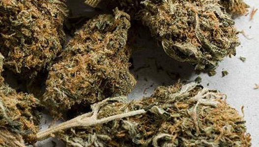 marihuana-1.jpg marihuana-1.jpg