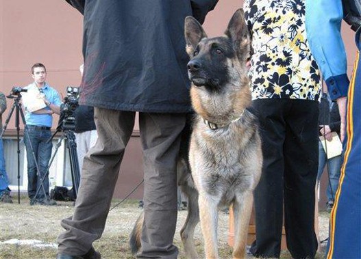 Badi, pas heroj Badi-na-svecanosti-2