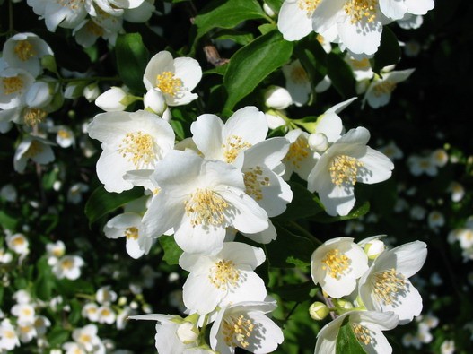Jasmin1.jpg Jasmin1.jpg