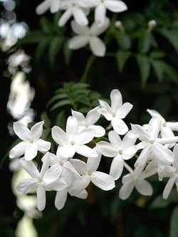 Jasmin-us.jpg Jasmin-us.jpg