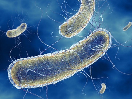 Ecoli1.jpg