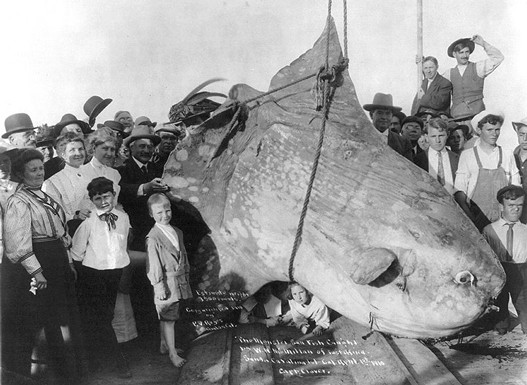 Buc.-uhvacen-1910.jpg Buc.-uhvacen-1910.jpg