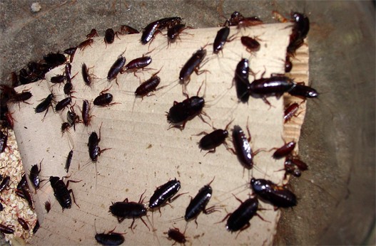 Bubasvaba1.jpg