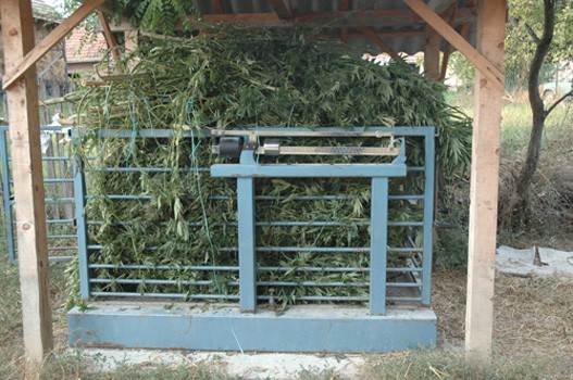 mariuhuana3527.jpg
