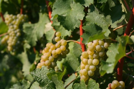 vinograd_01.jpg