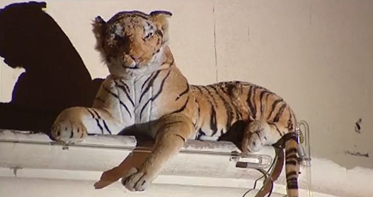 Tigar-sa-hotela.jpg