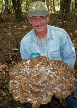 Maitake.jpg Maitake.jpg