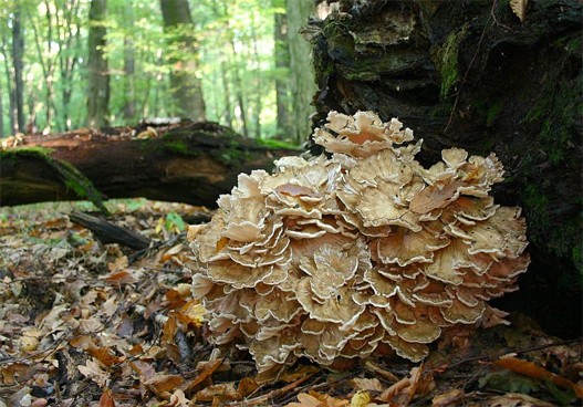 Maitake-2.jpg Maitake-2.jpg