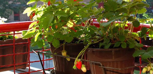 Gledaoci reporteri (24. maj 2012)