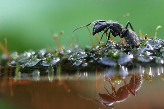 Insekti-2.jpg Insekti-2.jpg