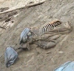 Tajmirski-mamut-2.jpg