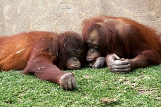 Orangutani.jpg