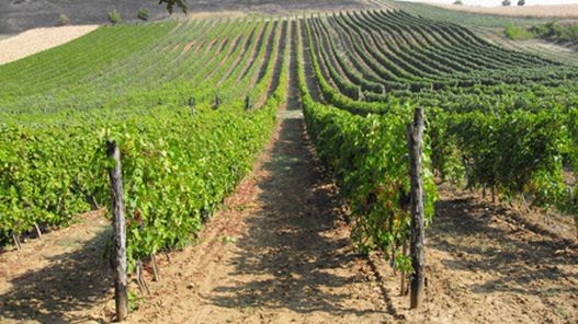 vinograd full.jpg