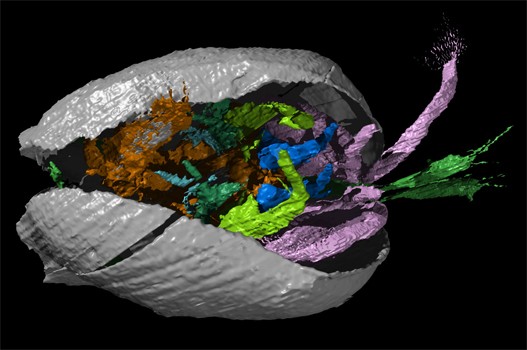 Fosil-1.jpg