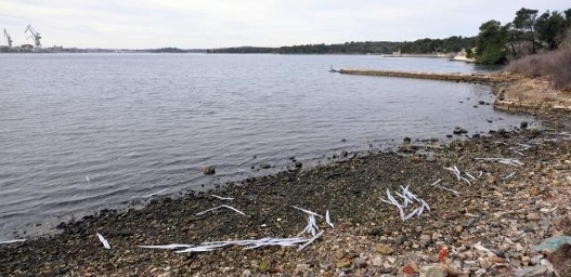 ribe 1.jpg