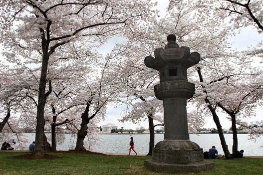 Tresnja Japan.png Tresnja Japan.png