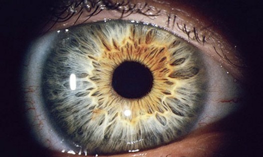 Ljudsko oko.jpg