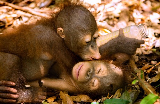 Orangutani%20se%20ljube.jpg