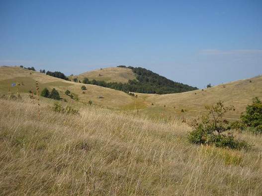 Tometino-polje.jpg
