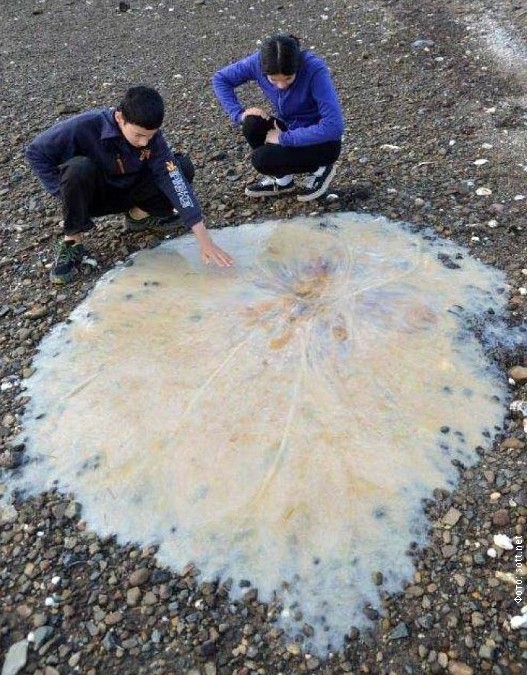 Gigantska meduza.jpg