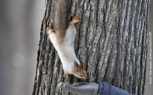 Veverica, foto 2.jpg