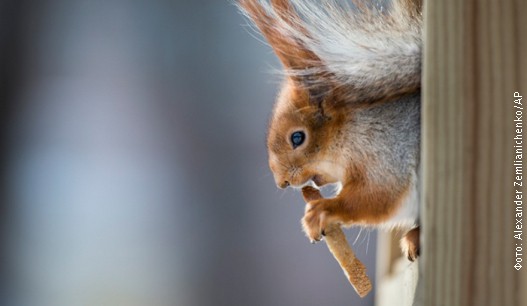 Veverica, foto 4.jpg