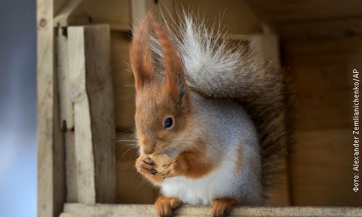 Veverica, foto 5.jpg