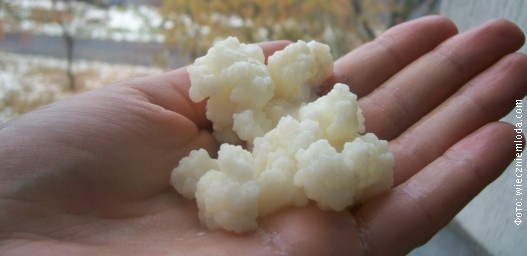 Kefir b.jpg Kefir b.jpg