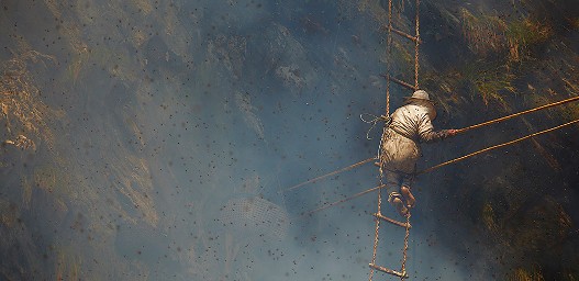 Непалски ловци на мед из „златних кошница“