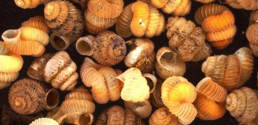 Ова прелепа бића ће ускоро изумрети