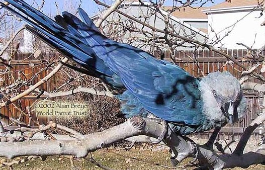Papagaj-Prisli,-foto-2.jpg