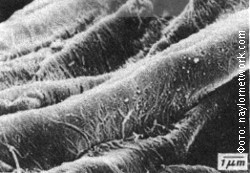 Nanoceluloza, foto 3.jpg