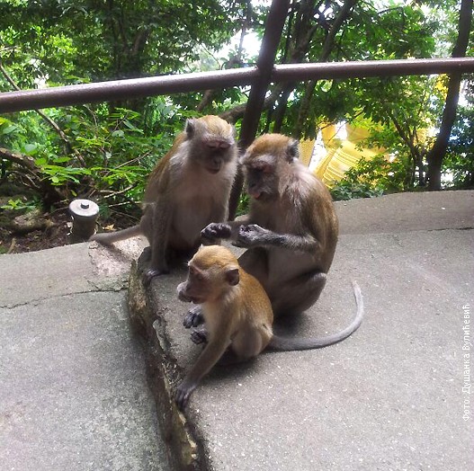 Majmuni,-foto-1.jpg