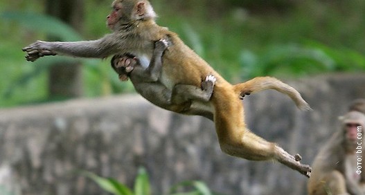 Majmuni,-foto-2.jpg