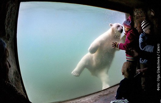 Polarni-medved-u-moskovskom vrtu.jpg