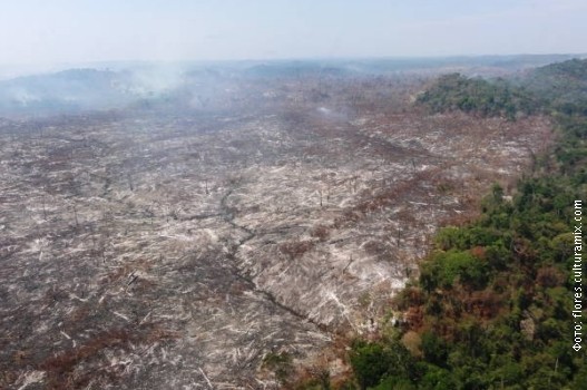 Amazonija.jpg Amazonija.jpg