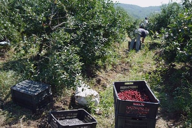 Berba višanja u knjaževačkom kraju 3 Berba%20visanja%201%20nn