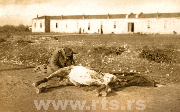 Скадар 1915: Изгладнели србски војник крај угинулог коња