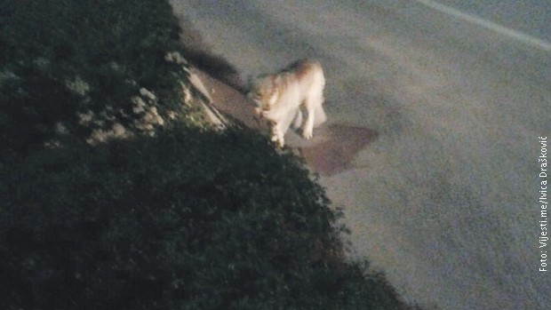 Vuk u Nikšiću Vuk u Nikšiću