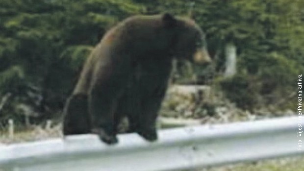 Medved uslikan dok preskače bankinu