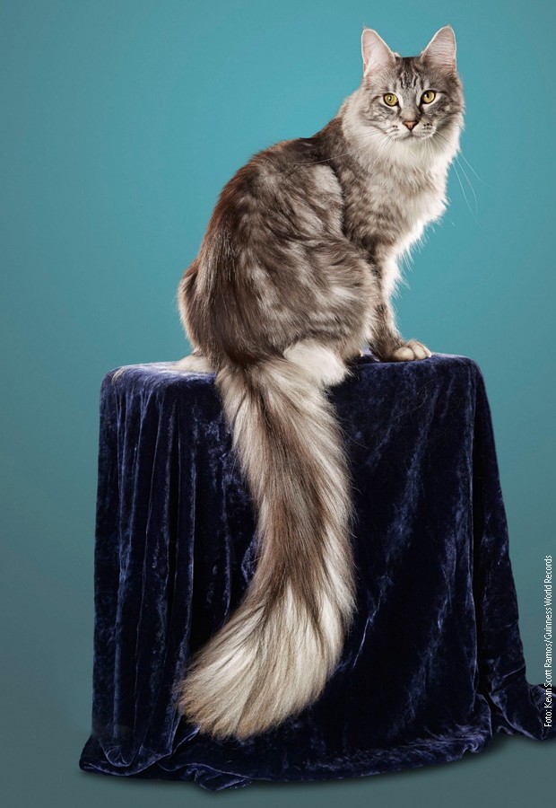 Signus, mačka sa najdužim repom na svetu