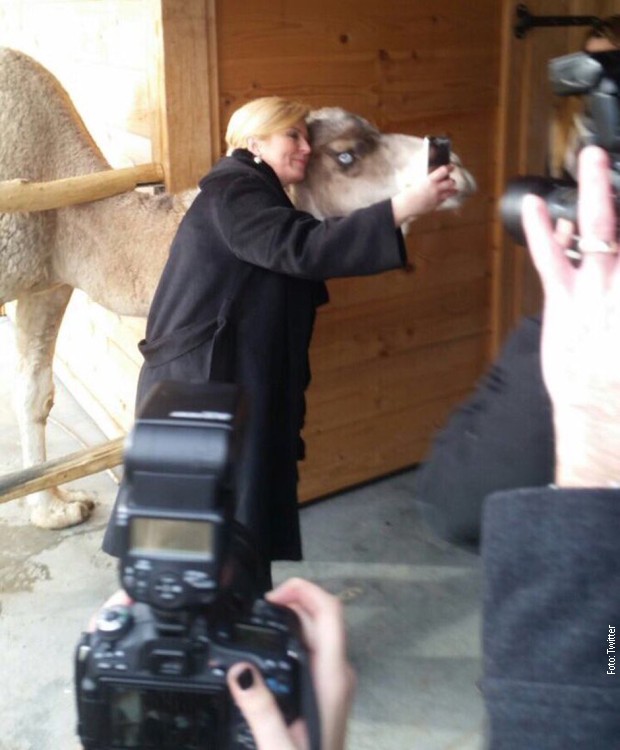 Predsednica Hrvatske snimila je selfi sa kamilom tokom boravka u Koprivničko-križevačkoj županiji  