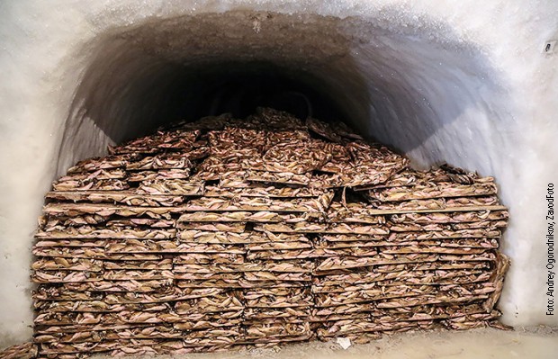 I tunelima se i danas skladišti riba I tunelima se i danas skladišti riba