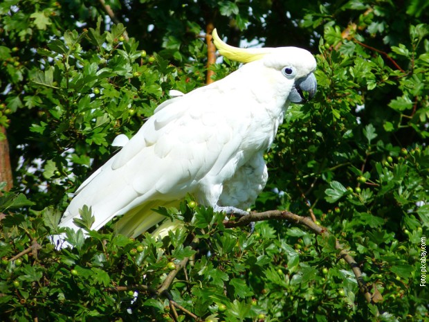 Kakadu (ilustracija)