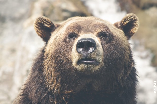 U Rumuniji živi najveća populacija medveda u Evropi