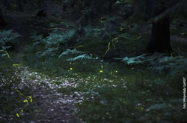 Veštačko svetlo je opasnost za svice i ugrožava njihovo razmnožavanje