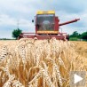Слабији род пшенице у Србији 